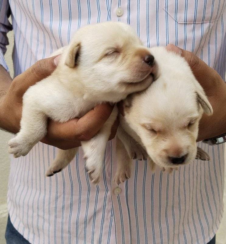 Labrador Puppy Available