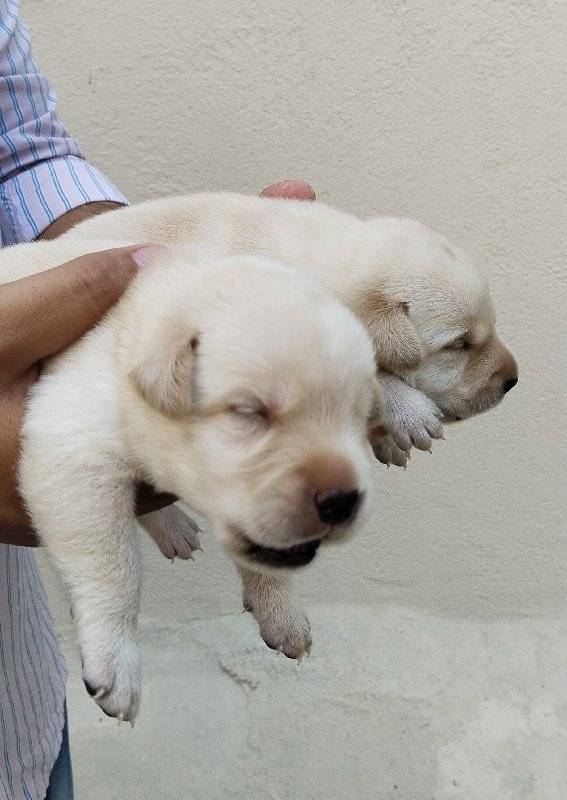 Labrador Puppy Available