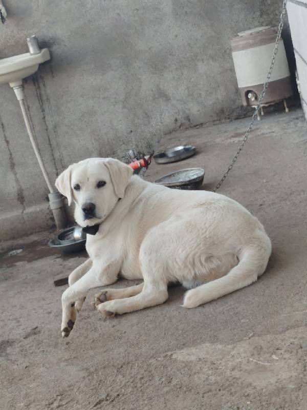 Labrador