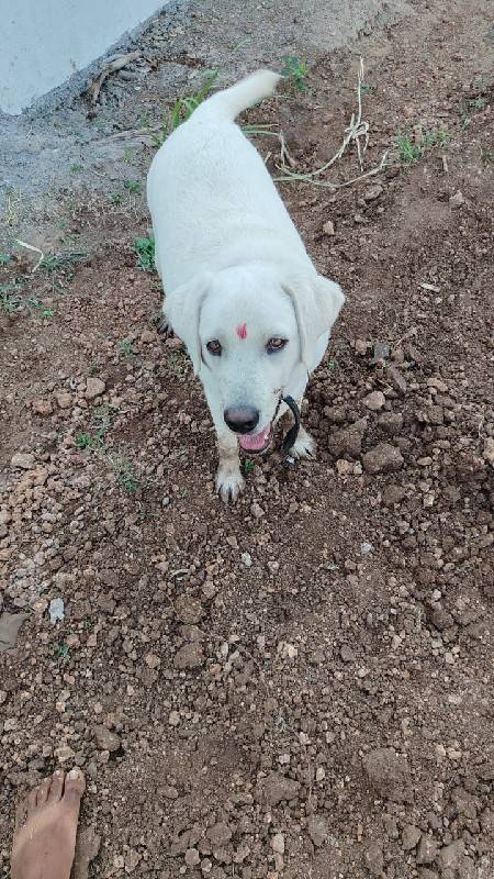 Labrador