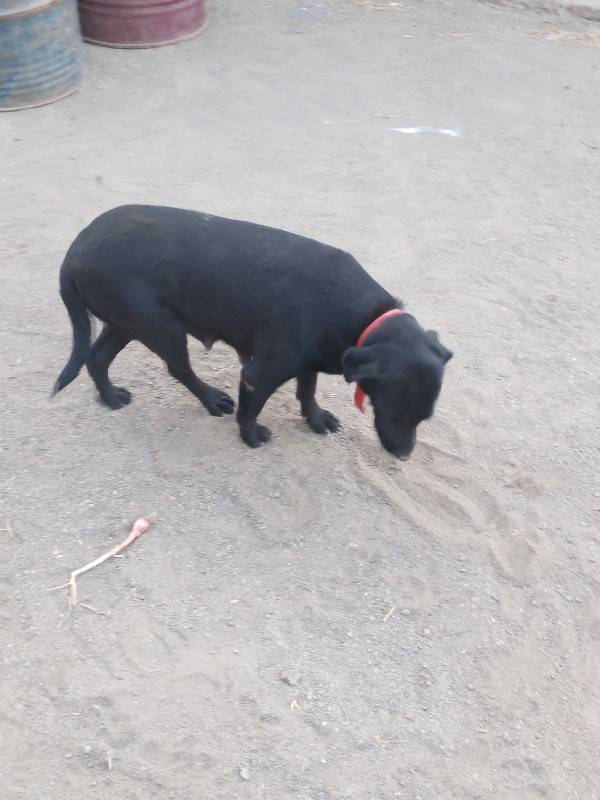 લેબરા