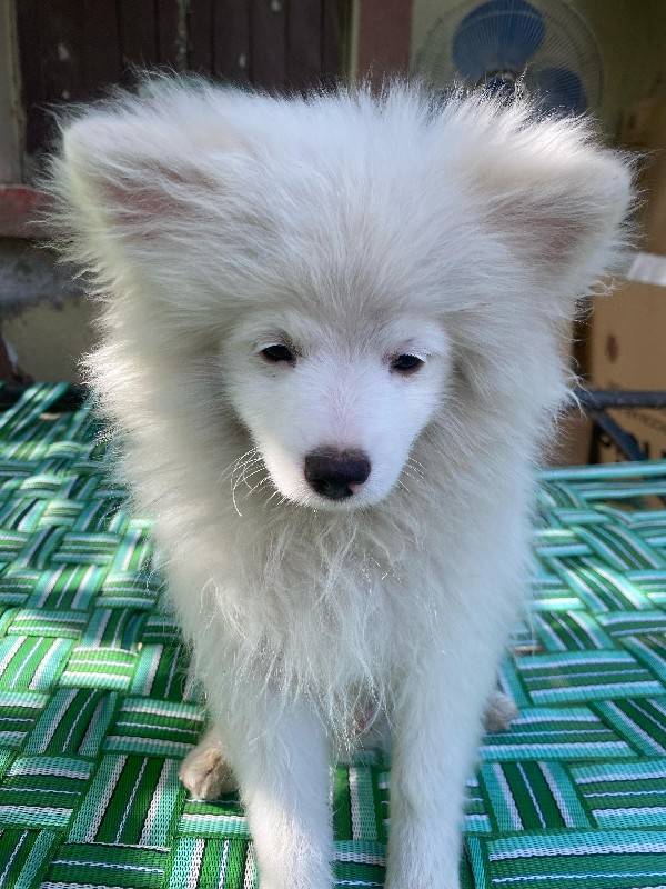 TOY POMERANIAN