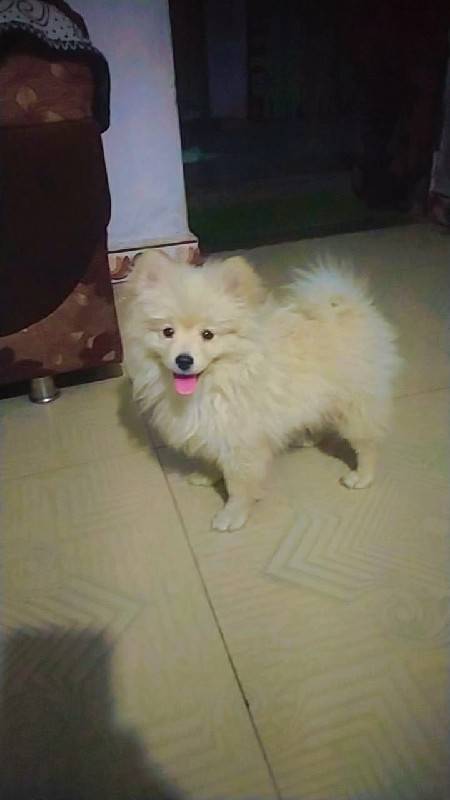 TOY POMERANIAN
