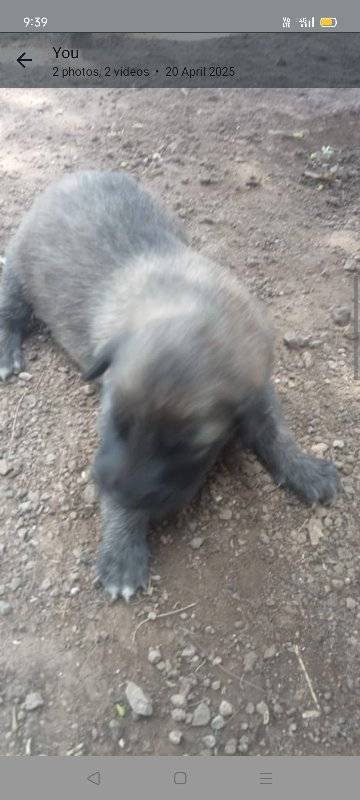 German Shepherd labra dog ne hata