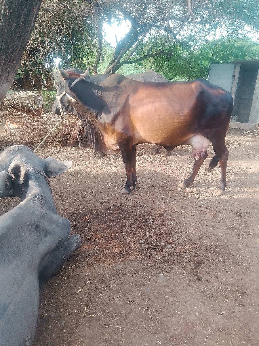 કોસજરસીગાયવેશવાનીછે