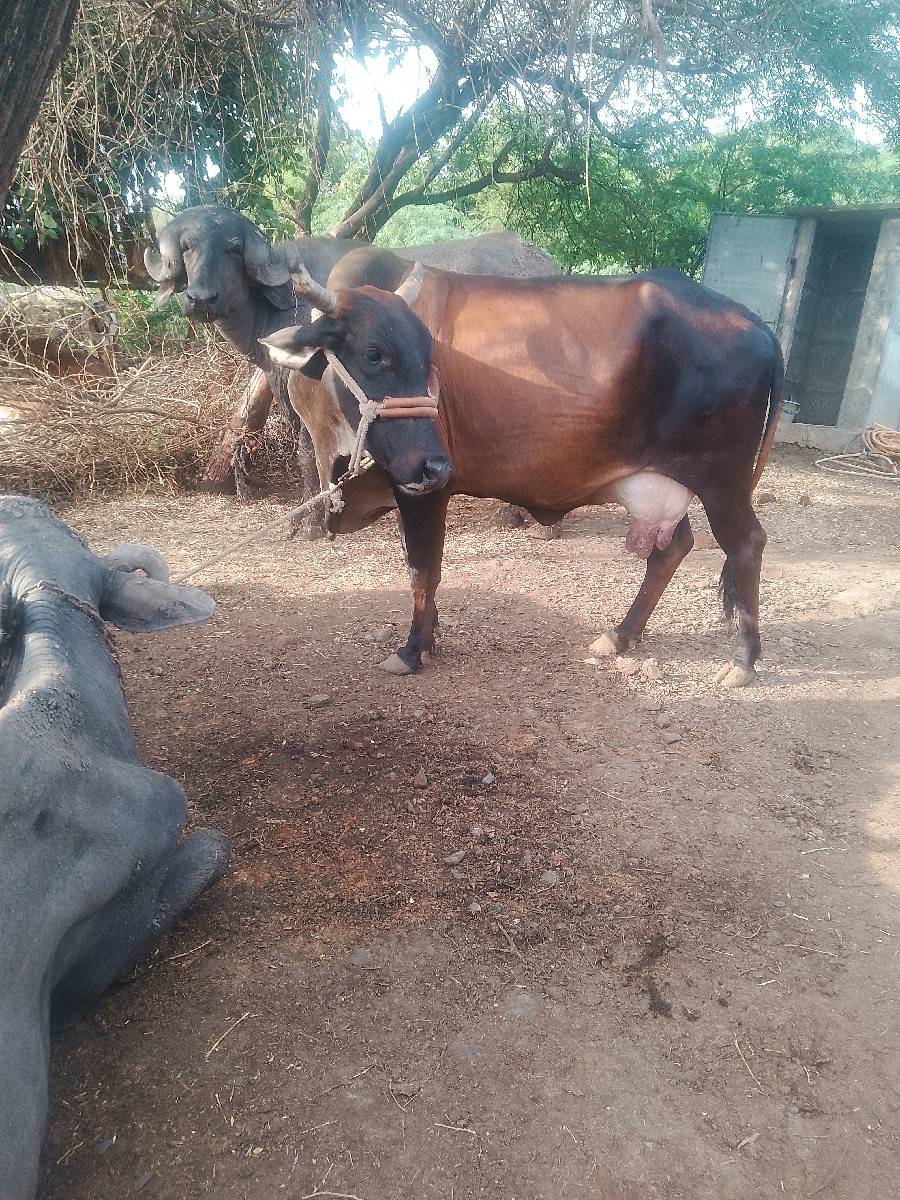 કોસજરસીગાયવેશવાનીછે