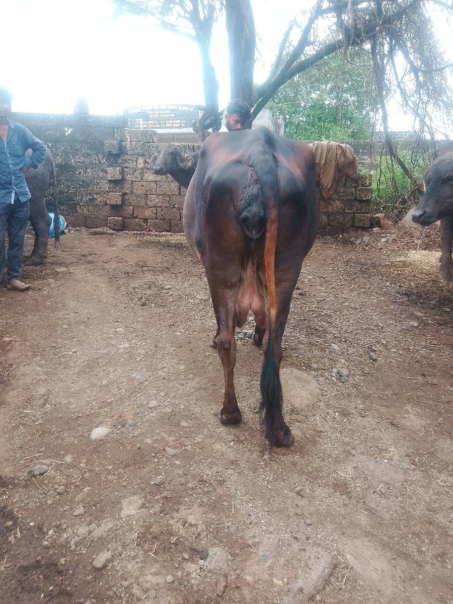 કોસજરસીગાયવેશવાનીછે