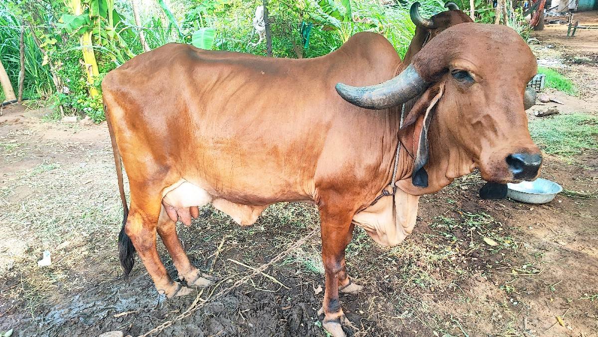 ગાય આપવાની છે મોબાઈલ.70461 87053