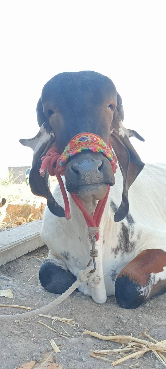 લિલ્ડી વાછડી વેચવાની છે