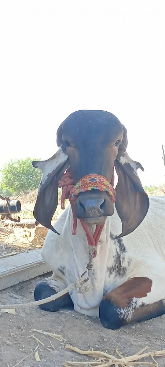 લિલ્ડી વાછડી વેચવાની છે