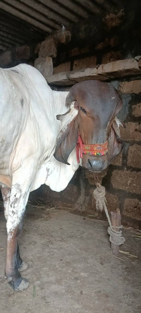 લિલ્ડી વાછડી વેચવાની છે