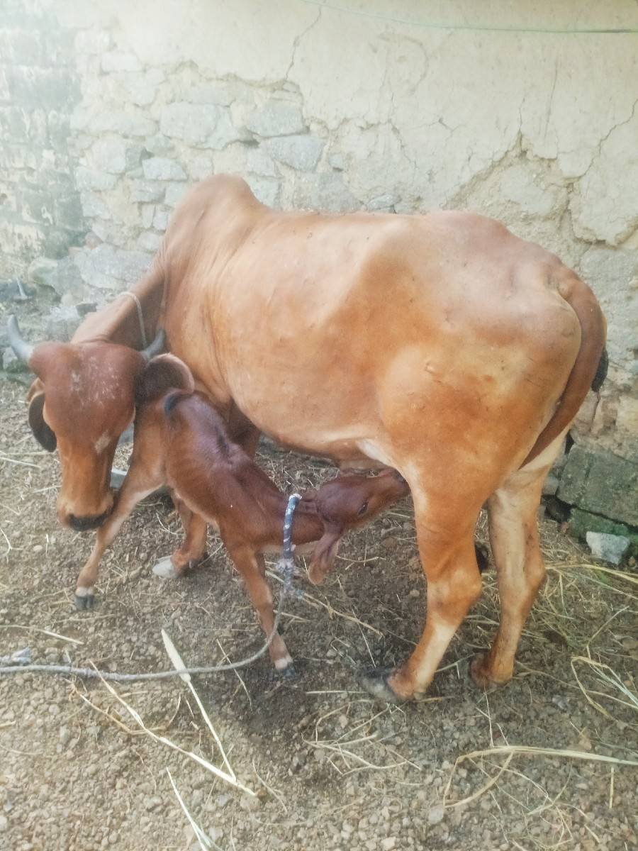 ગાય વેચવાની છે