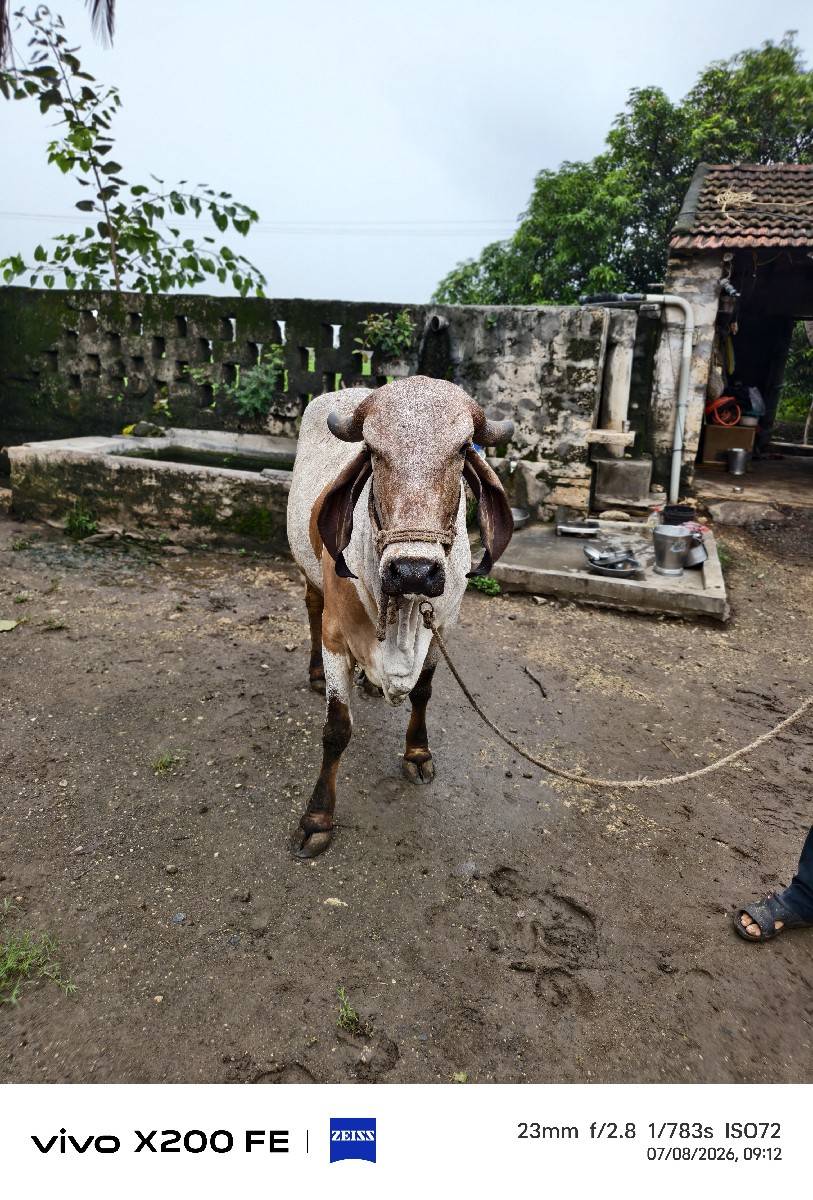 લીલડું