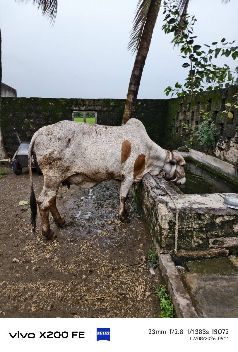 લીલડું