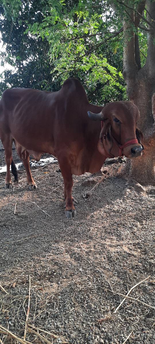 વેતર 2