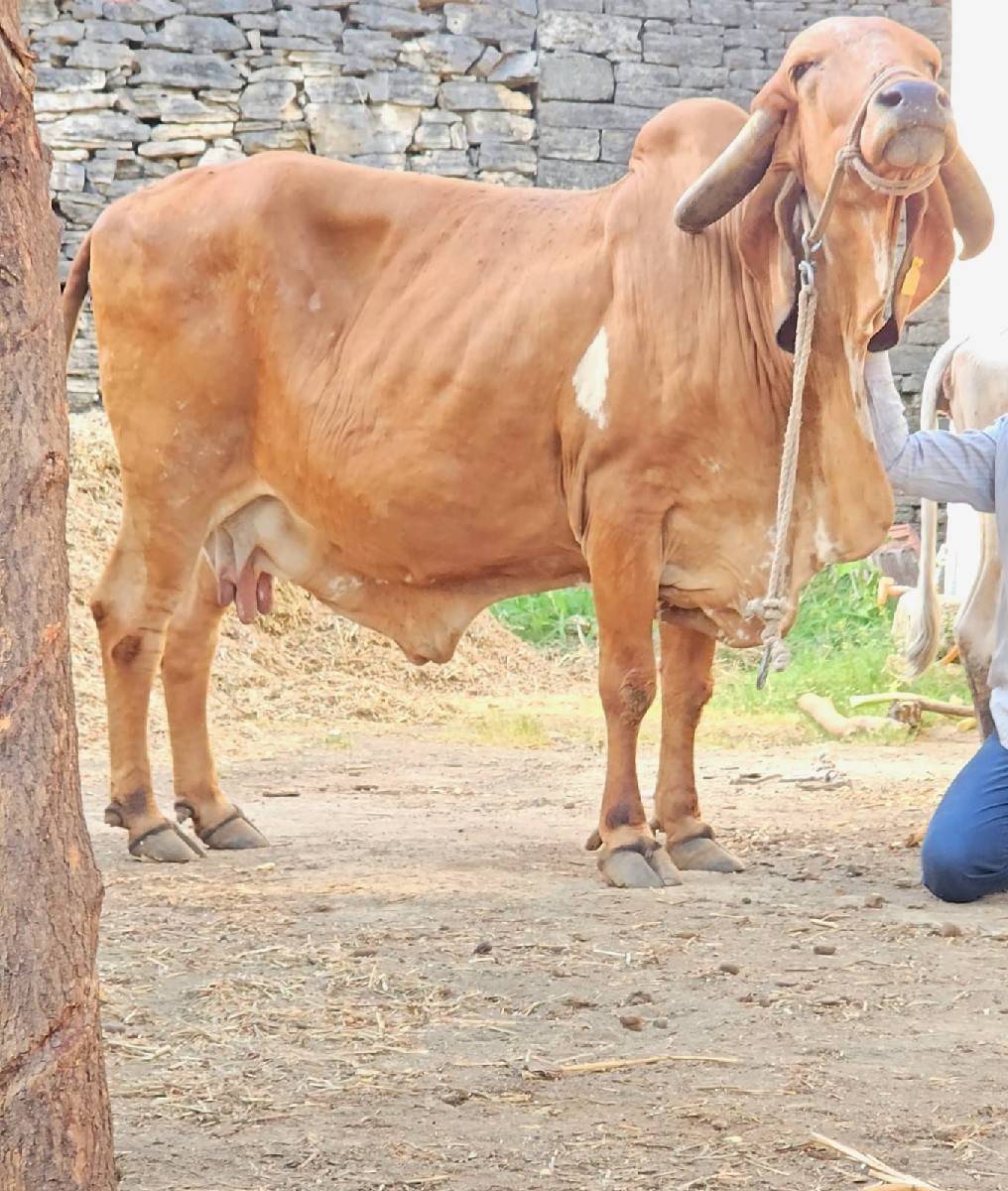 ગીર ગાય વેચવાની છે