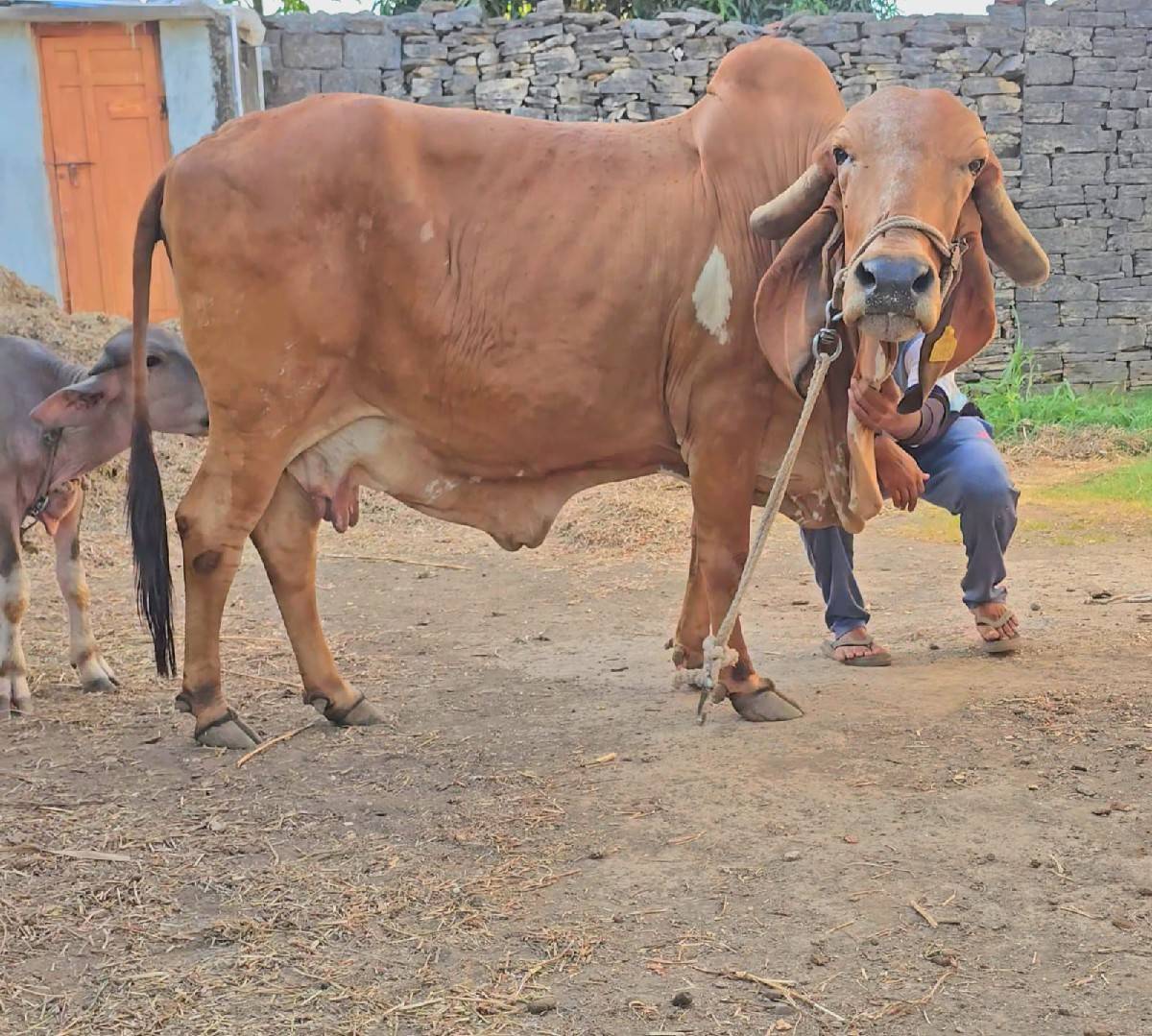 ગીર ગાય વેચવાની છે