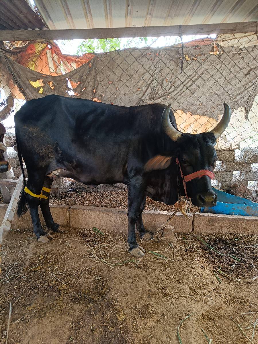 ગાય વેચવાની છે
