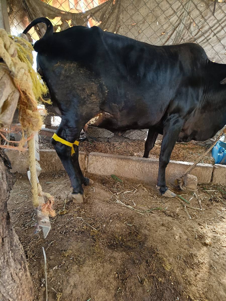 ગાય વેચવાની છે