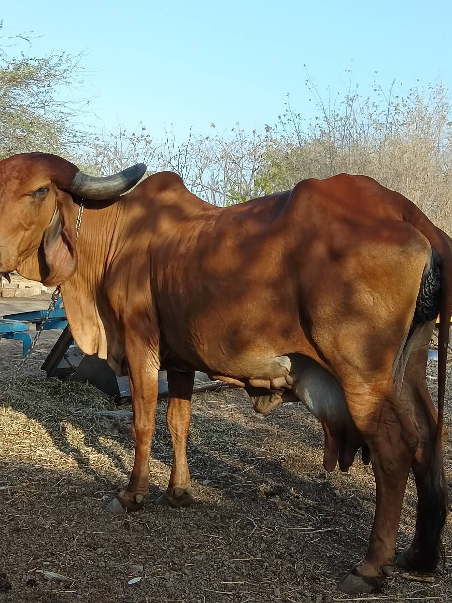 ગાય વેચવાની છે .