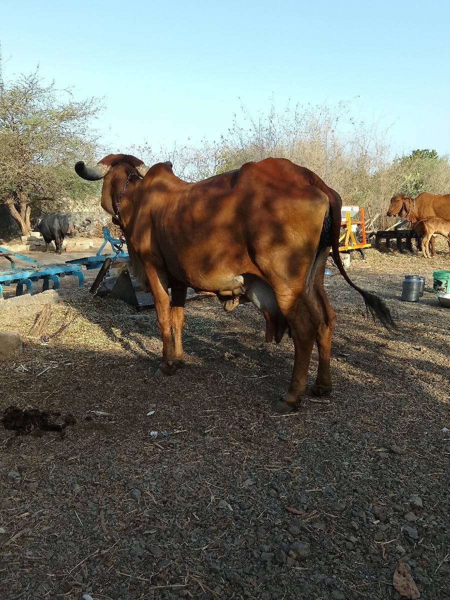 ગાય વેચવાની છે .