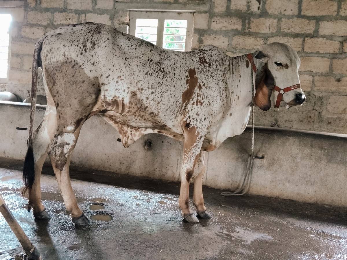 ગીર કાબરી ઓડકી 16 મહિનાની