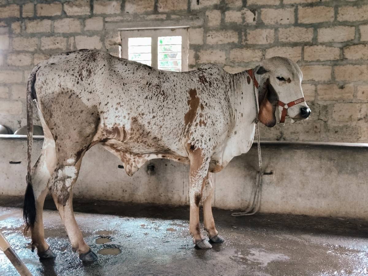 ગીર કાબરી ઓડકી 16 મહિનાની