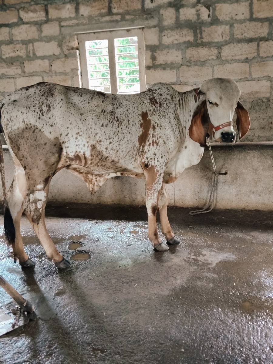 ગીર કાબરી ઓડકી 16 મહિનાની