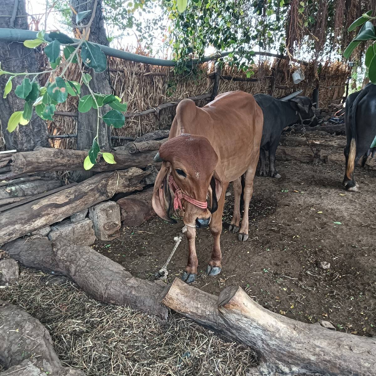 ગીર ગાય ની હોડકી વેચવાની છે