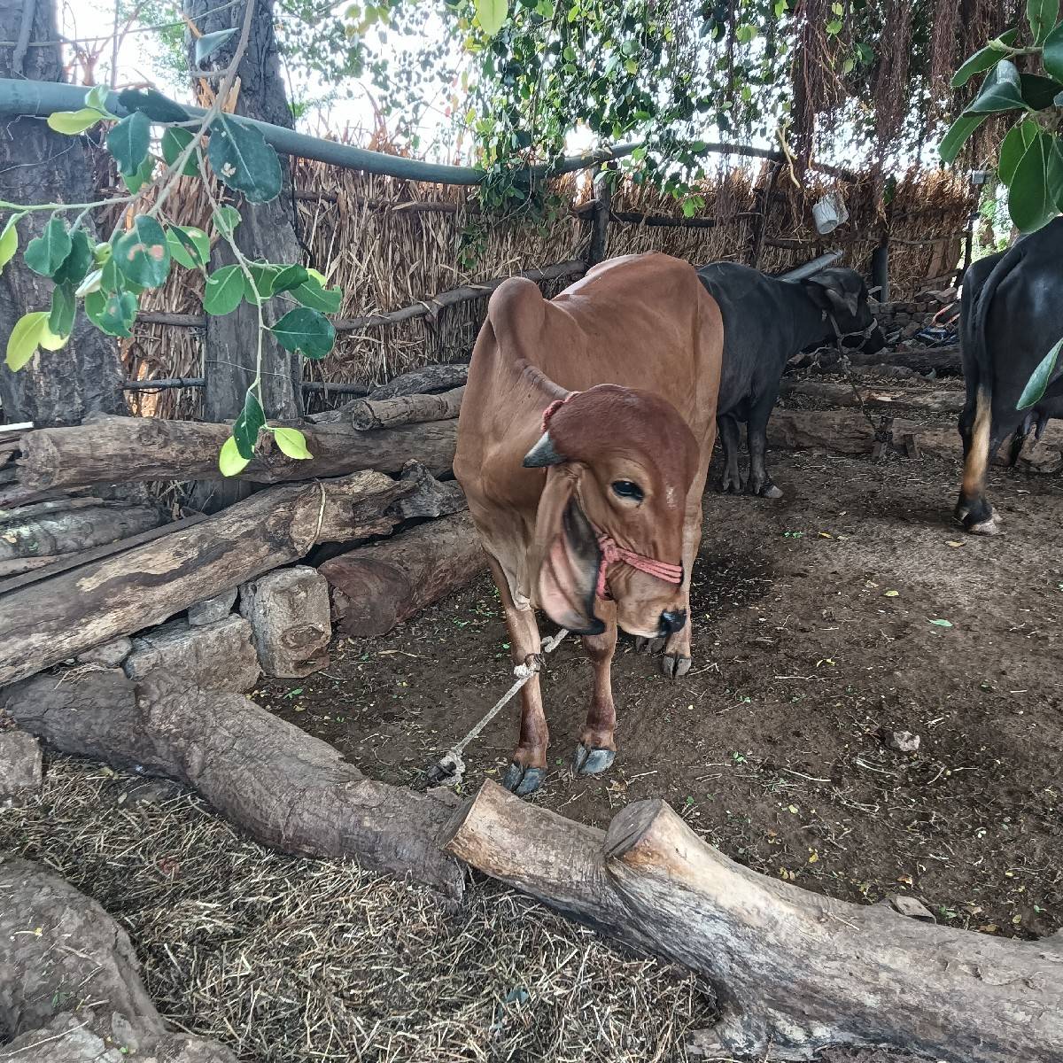 ગીર ગાય ની હોડકી વેચવાની છે