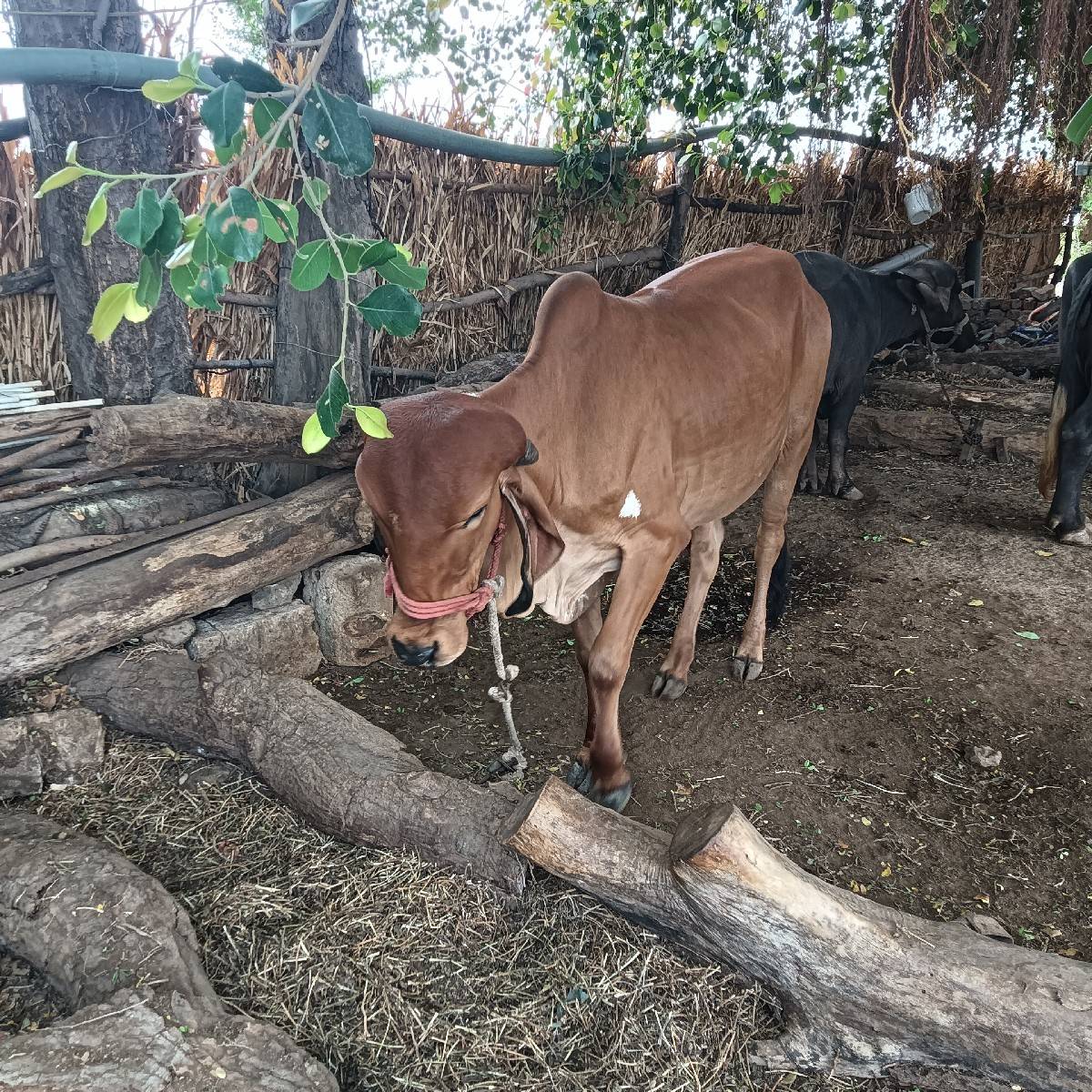ગીર ગાય ની હોડકી વેચવાની છે