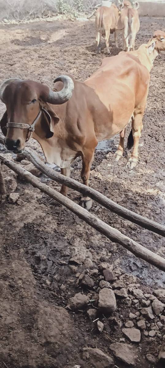 વેચવાની છે