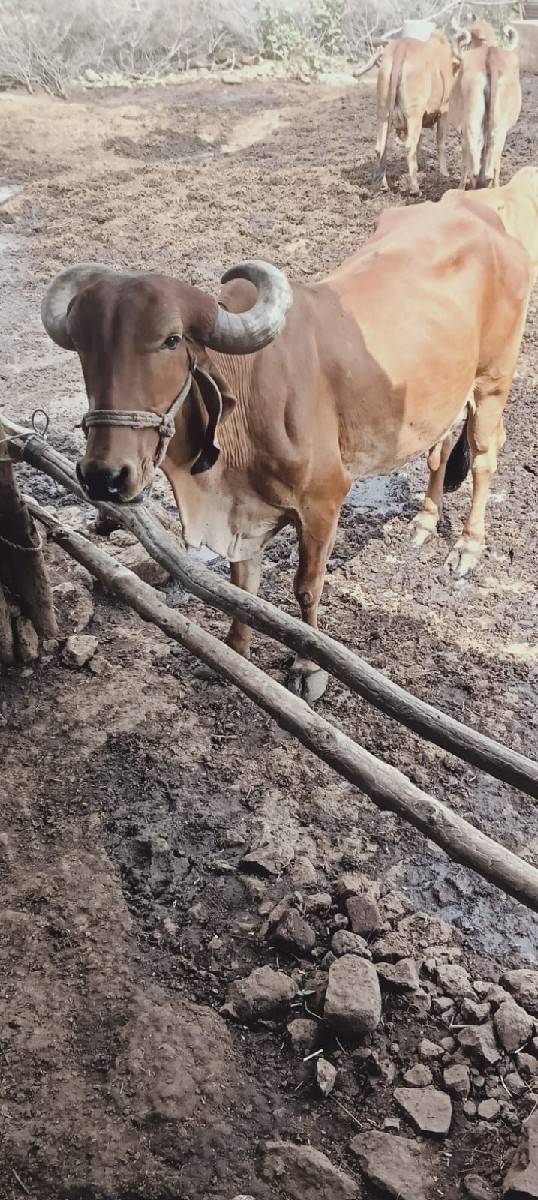 વેચવાની છે