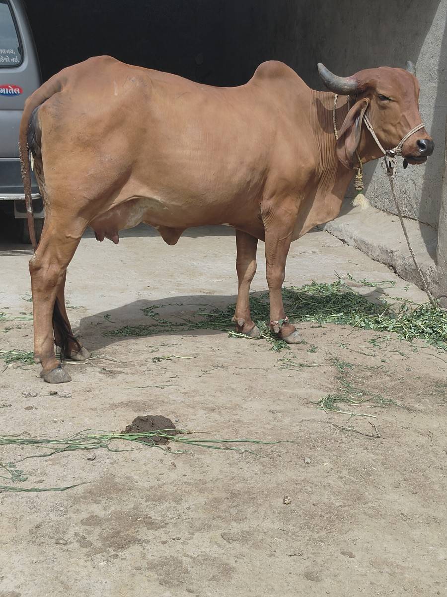 ગાય વેચવાનિછે