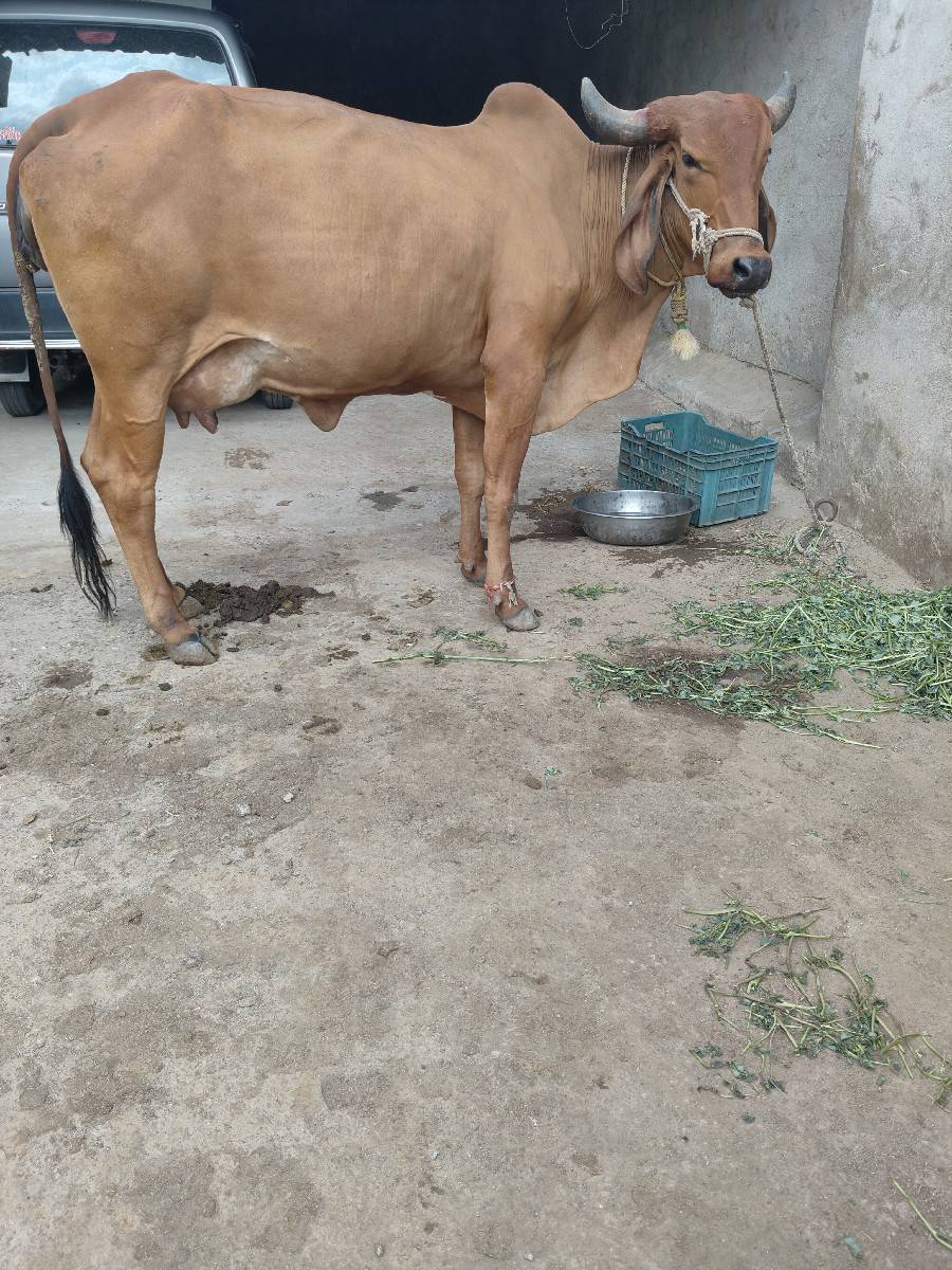 ગાય વેચવાનિછે