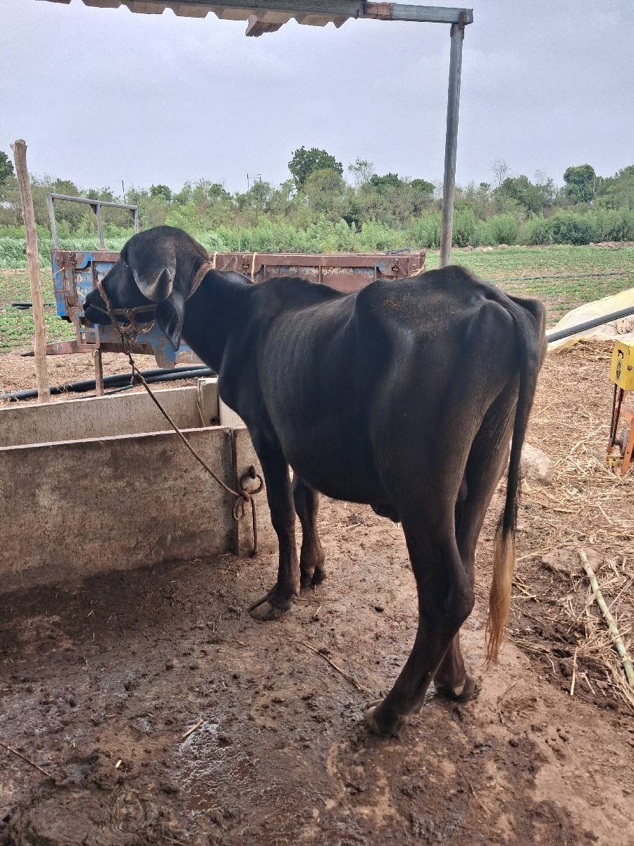 વેસવા ના સે