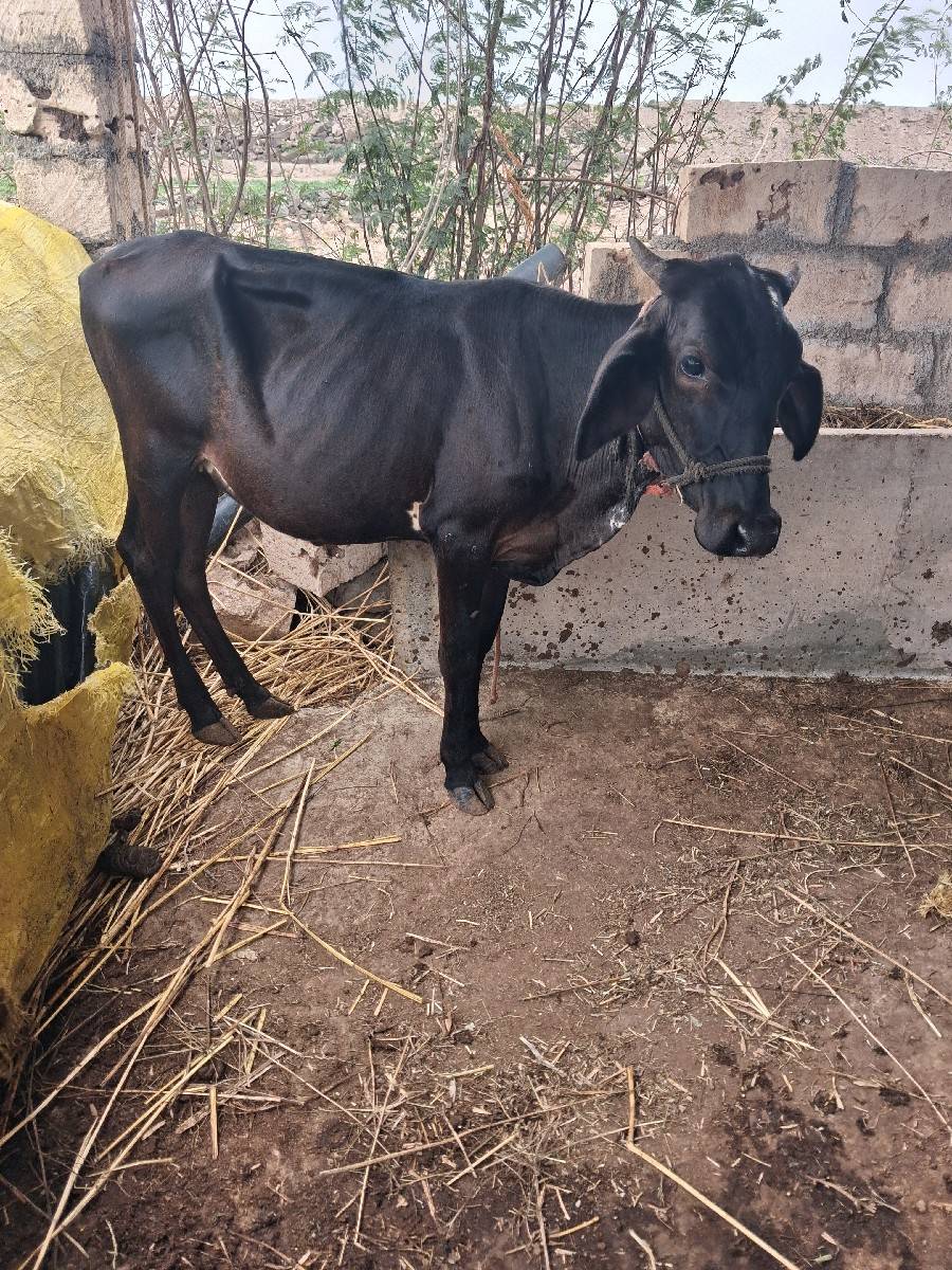 વેસવા ના સે