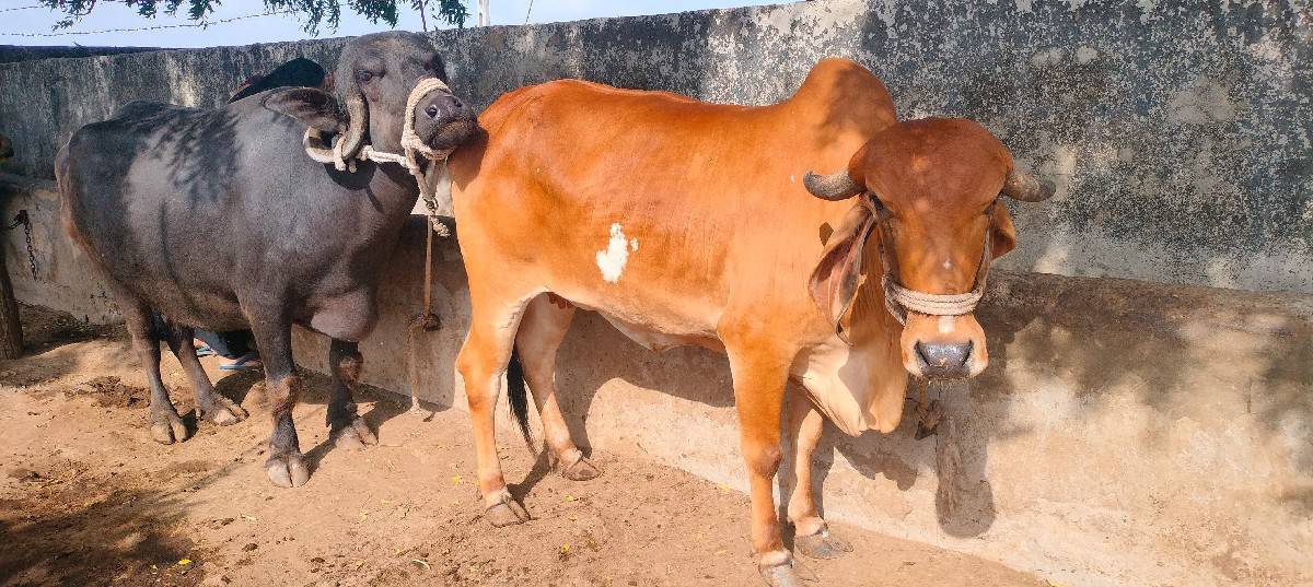 પેલુ વેતર .બે મહિનાનિ ગાભણ સે.