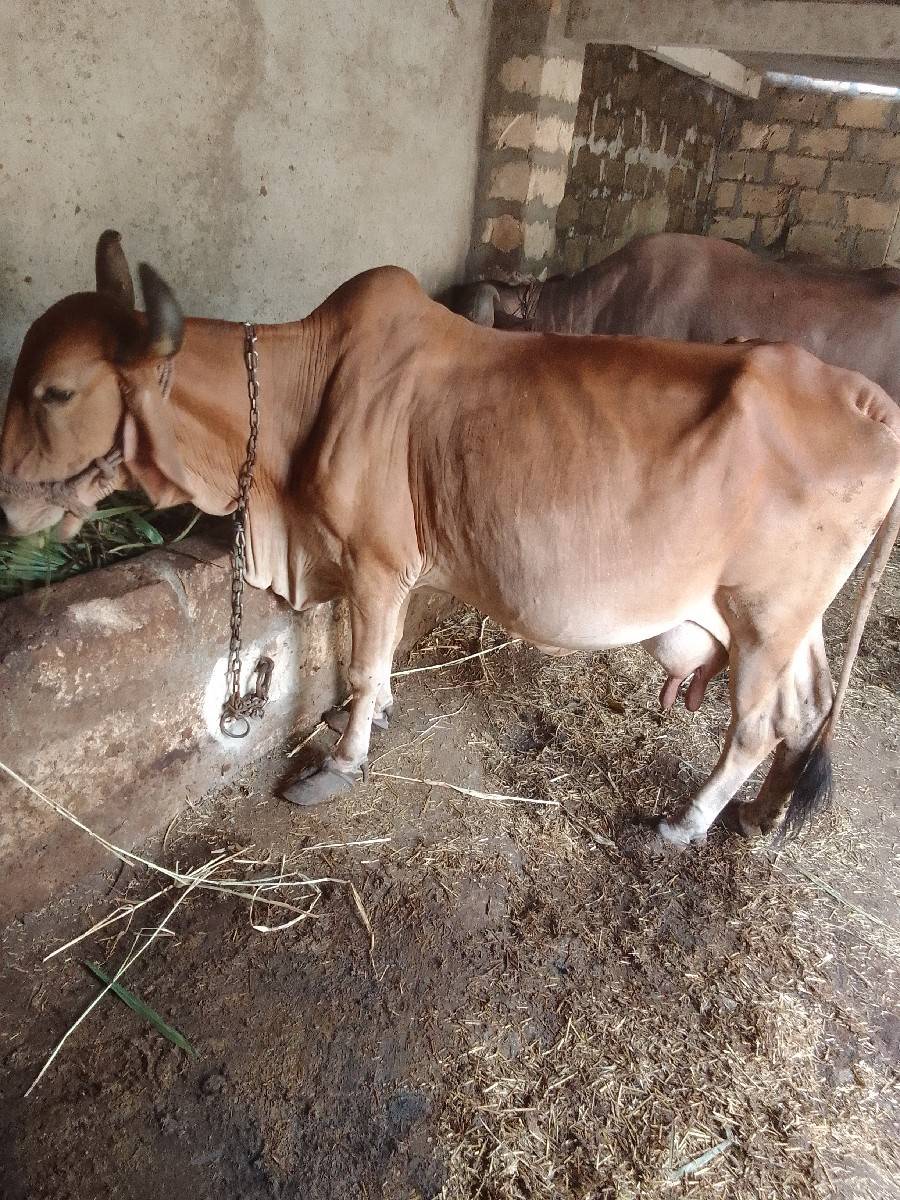 ગાય વેચવાની છે