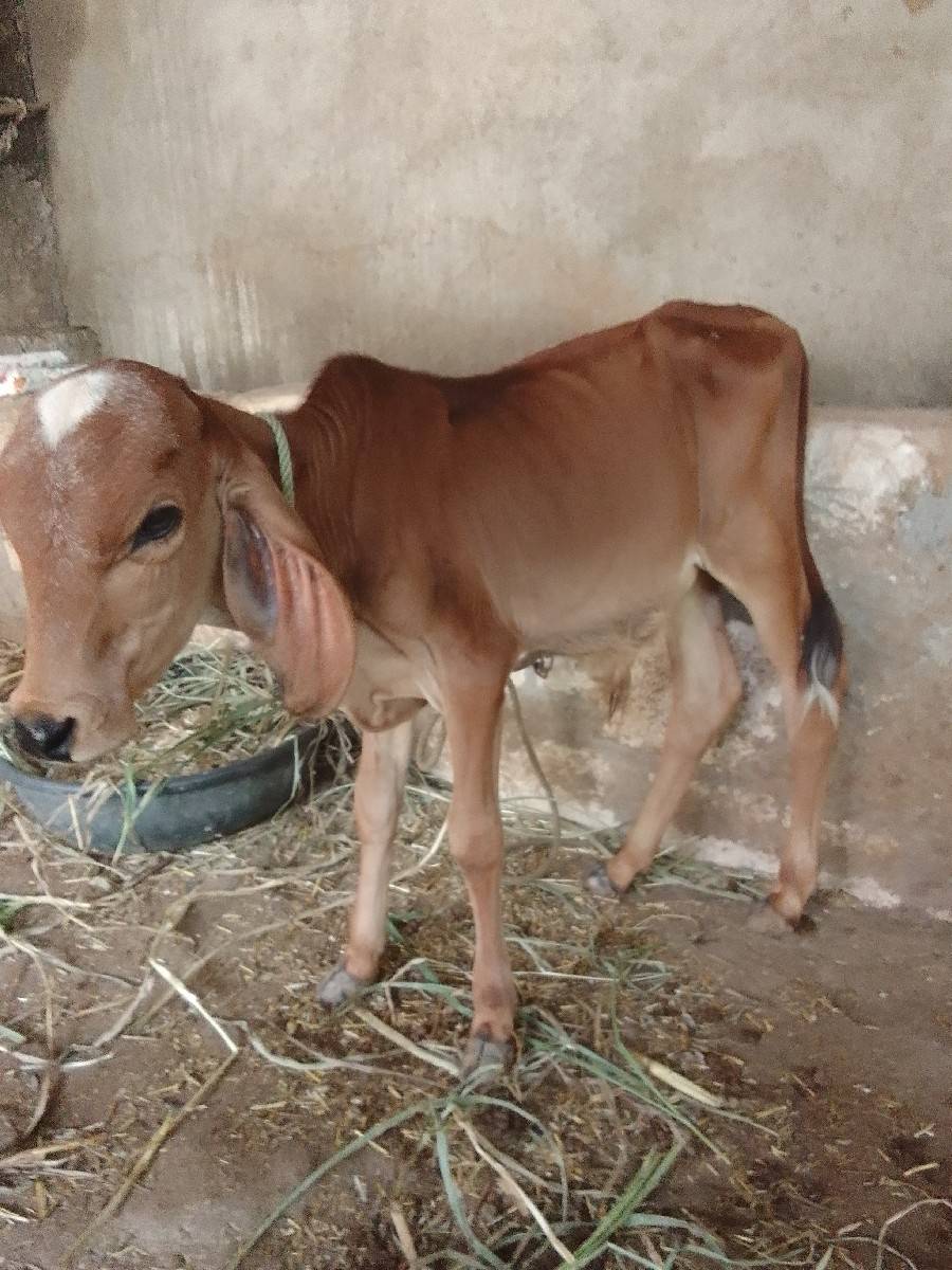 ગાય વેચવાની છે