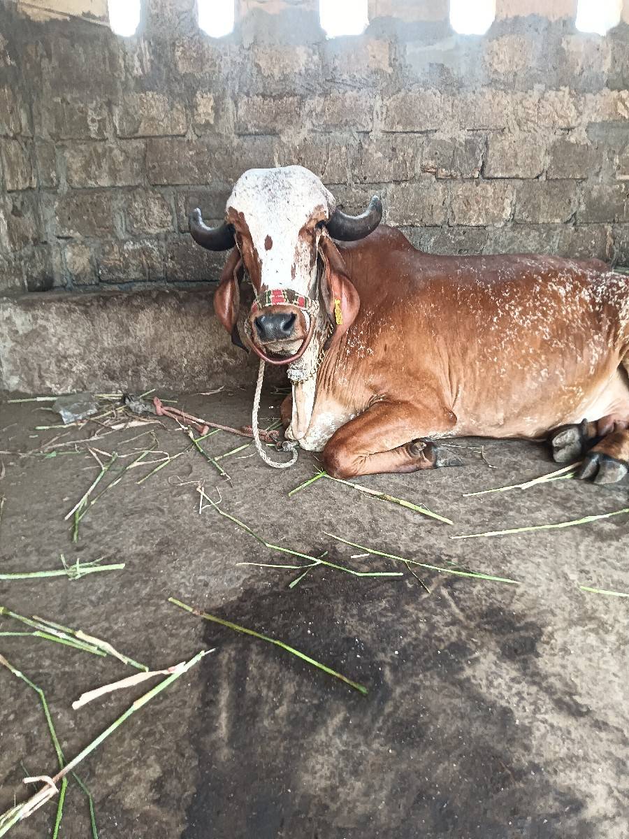ગાય વેચવાની છે
