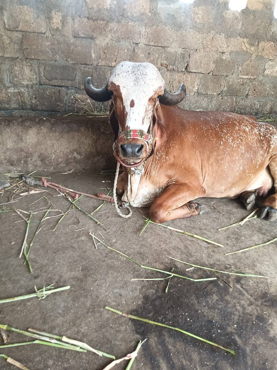 ગાય વેચવાની છે