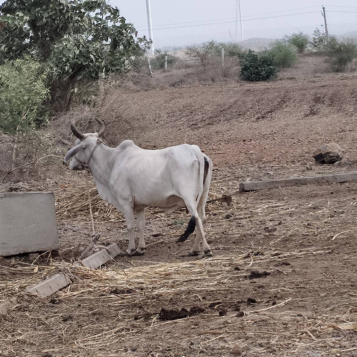 3 વેતર