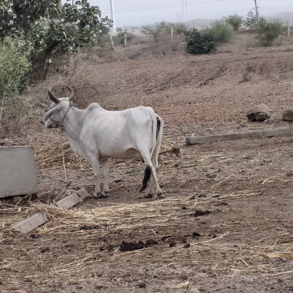 3 વેતર