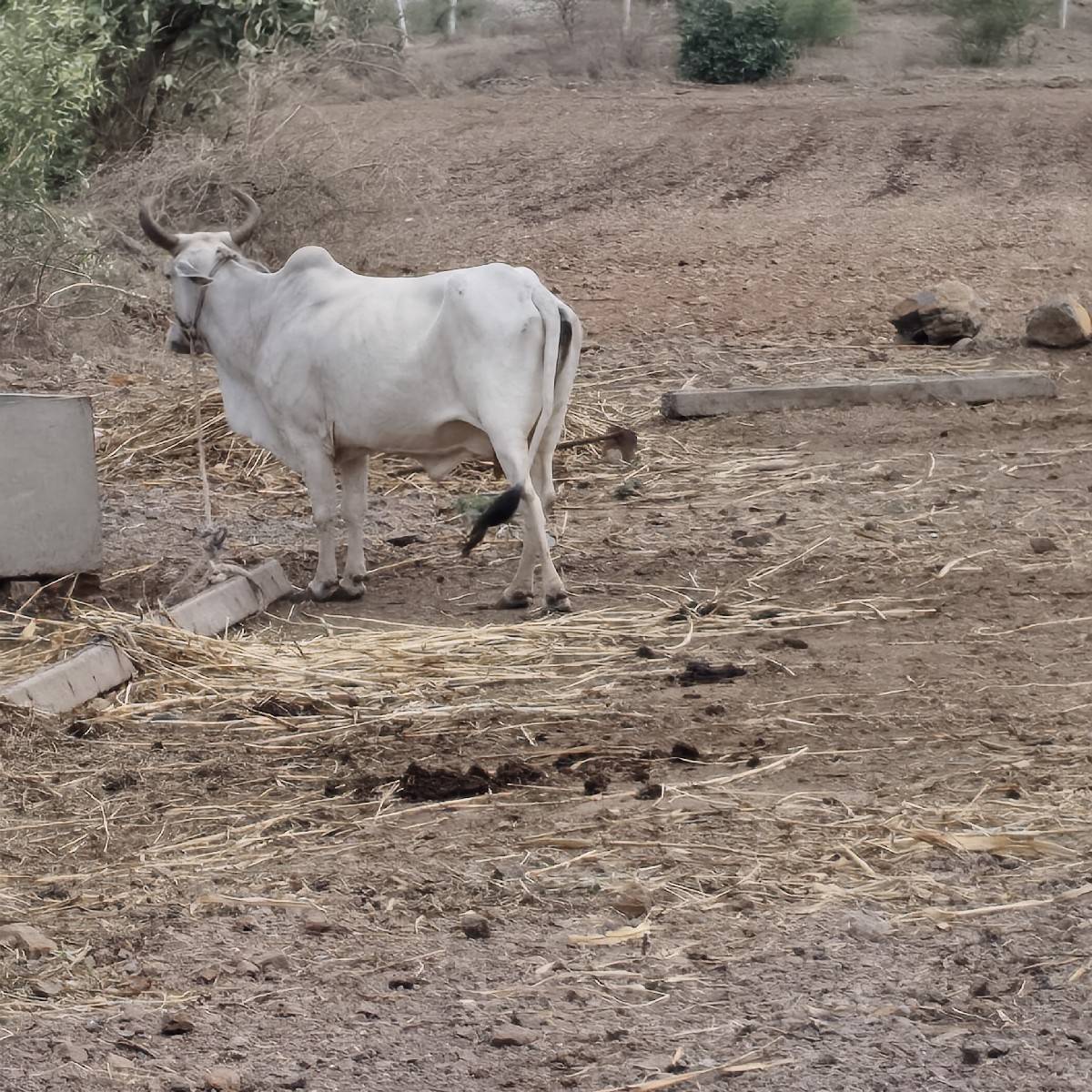 3 વેતર