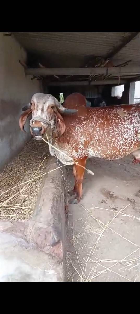 ગાય વેચવાની છે