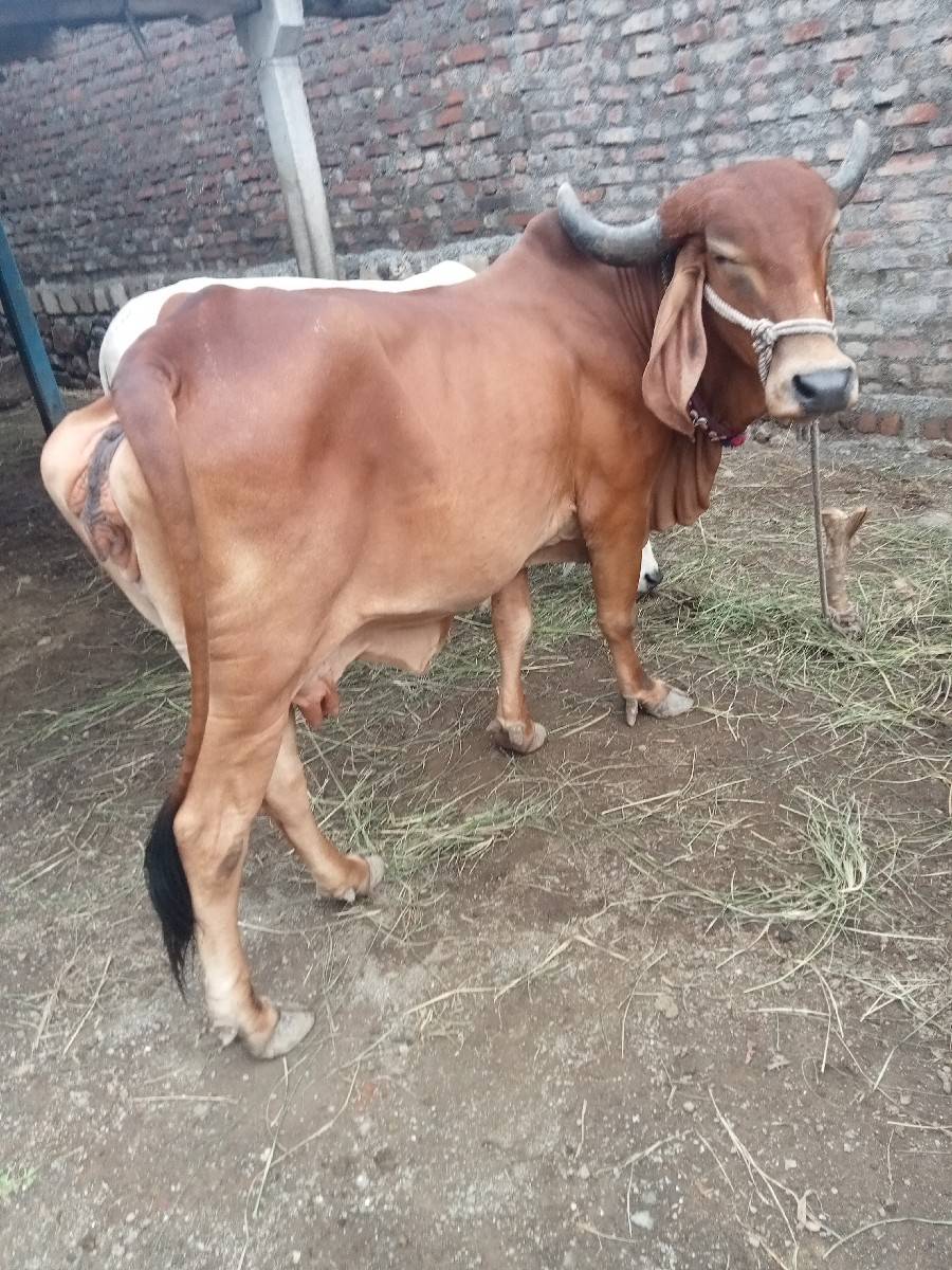 ગીર. ગાય