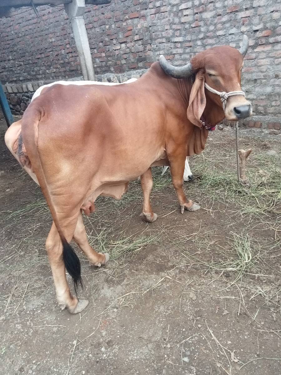 ગીર. ગાય