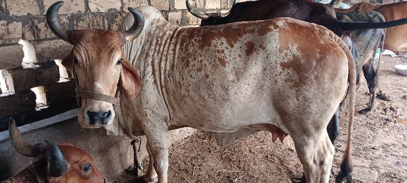 એક સાથે ત્રણ ગાયો આપવાની છે