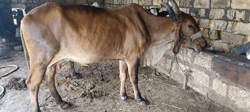 એક સાથે ત્રણ ગાયો આપવાની છે